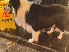 -宠颐生斯嘉宠物医院·急重症·心内科(谷阳北路分院)