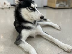 -共舞时光猫咖·狗咖(新街口店)