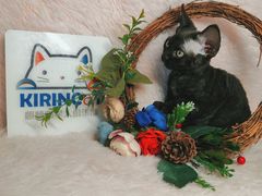 -十年猫舍·猫咪专门店(普陀店)