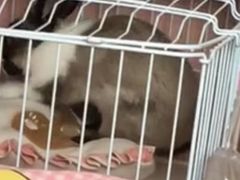 -美联众合动物医院·24h转诊中心