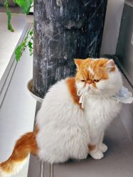 -蚂蚁造型俱乐部