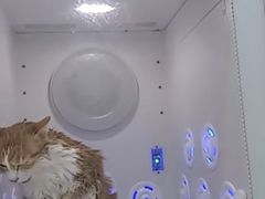 -爱洗澡的猫(天河路店)