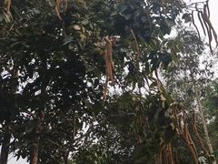 -野象谷景区