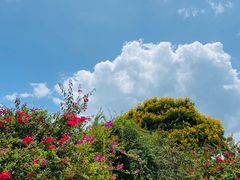 -中国科学院西双版纳热带植物园