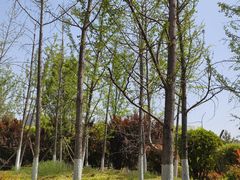 -西安市长乐公园