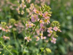 -中国天府农业博览园