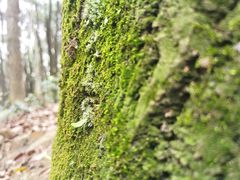 -中国茶叶博物馆(双峰馆区)