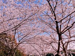 -高东镇樱花园