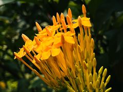 -东莞植物园