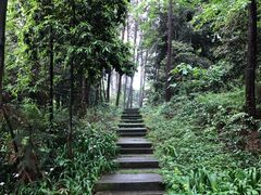 -铁山坪森林公园