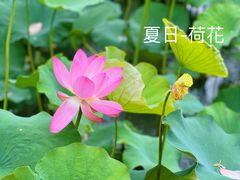 -大宁公园