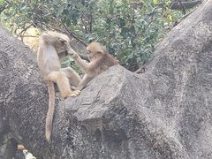 -深圳野生动物园