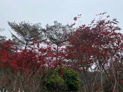 -广州市帽峰山景区
