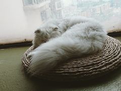 -猫猫幼稚园·撸猫·桌游·电玩