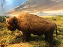 -陕西自然博物馆