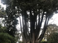 -墨尔本皇家植物园