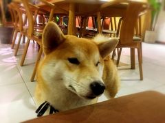 -柴务处·柴犬主题狗咖