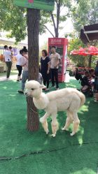 -萌宠亲子动物乐园(槐房万达店)