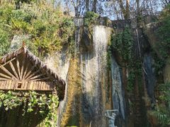 -西双版纳原始森林公园