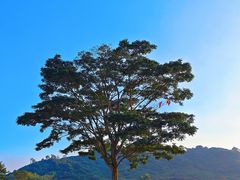 -风云岭森林公园