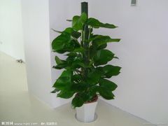 -龙大花卉苗木市场