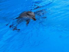 -珠海横琴长隆《卡卡虎奇遇记》