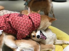-逗柴咖啡屋·狗咖猫咖宠物桌游