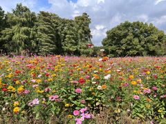 -上海共青森林公园