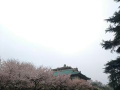 -武汉大学-樱园