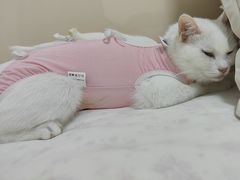 -宠福鑫康馨动物医院·骨科·眼科