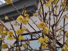 -燕郊植物园