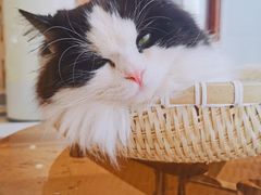 -共舞时光猫咖·狗咖(新街口店)