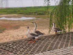 -鄱阳湖国家湿地公园