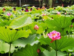 -陈家山荷花公园