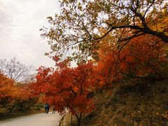 -北京西山国家森林公园