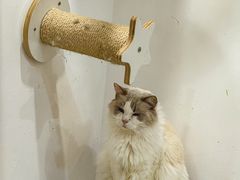 -楼上猫咖(罗湖店)