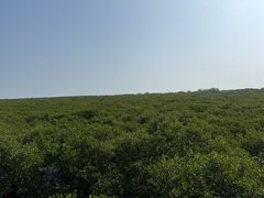 -北海金海湾红树林生态旅游区