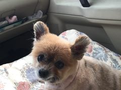 -A猫a狗全科·犬猫异宠·芥西宠物医院(南开总院)