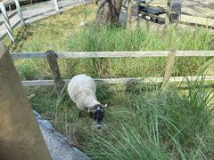 -神户市立六甲山牧场