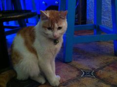 -Sirena海妖日咖夜酒