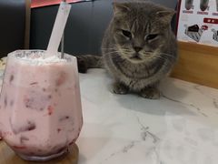 -喵园·猫主题咖啡厅·撸猫·猫咖(国贸店)