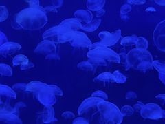 -海合安武汉极地海洋公园