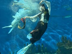-海合安武汉极地海洋公园