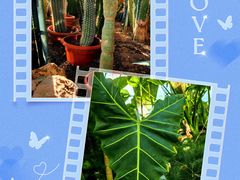 -国家植物园南园