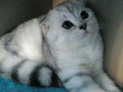 -喵的天空名猫咖啡馆·撸猫·猫舍·用品