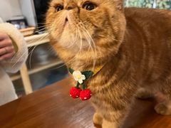 -猫友咖啡店(玉林西路店)