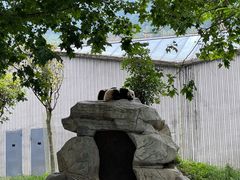 -卧龙中华大熊猫苑神树坪基地