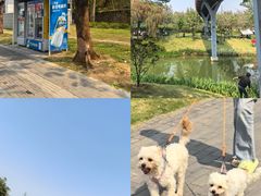 -王借岗森林公园