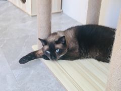 -猫力发电所·宠物专门店