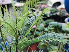 -花与咖啡馆(金星楼店)